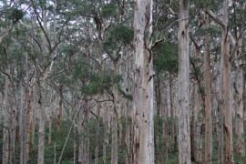 Karri Trees